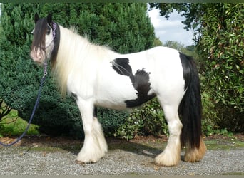 Tinker, Stute, 7 Jahre, 12,2 hh, Schecke