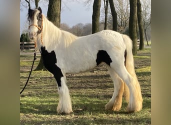 Gypsy Horse, Mare, 7 years, 12.2 hh, Pinto
