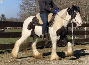 Gypsy Horse, Mare, 7 years, 12.2 hh, Pinto
