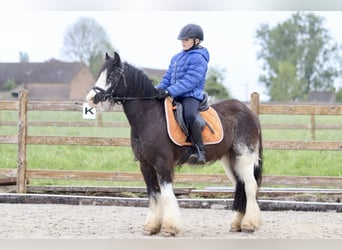 Gypsy Horse, Mare, 7 years, 12.2 hh, Roan-Bay