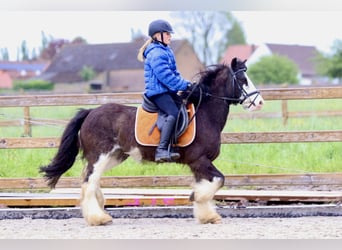 Gypsy Horse, Mare, 7 years, 12.2 hh, Roan-Bay