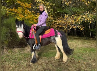 Gypsy Horse, Mare, 7 years, 12.3 hh, Pinto