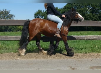 Gypsy Horse, Mare, 7 years, 12,1 hh, Brown