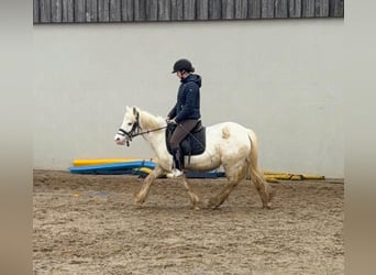Gypsy Horse, Mare, 7 years, 12,2 hh
