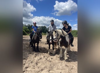 Gypsy Horse, Mare, 7 years, 12,2 hh