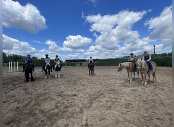 Gypsy Horse, Mare, 7 years, 12,2 hh