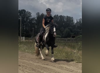 Gypsy Horse, Mare, 7 years, 12,2 hh