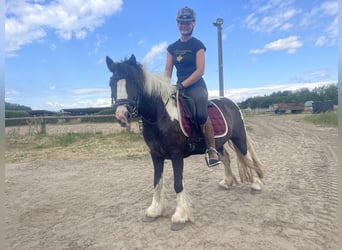 Gypsy Horse, Mare, 7 years, 12,2 hh