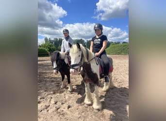 Gypsy Horse, Mare, 7 years, 12,2 hh