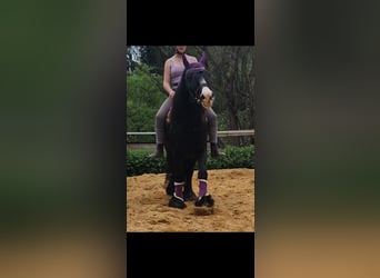 Gypsy Horse, Mare, 7 years, 13,1 hh, Black