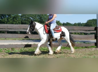 Gypsy Horse, Mare, 7 years, 13.1 hh, Pinto