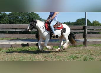 Gypsy Horse, Mare, 7 years, 13.1 hh, Pinto