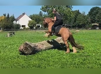 Gypsy Horse, Mare, 7 years, 13.2 hh, Chestnut-Red