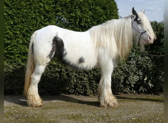 Gypsy Horse, Mare, 7 years, 13.2 hh, Pinto