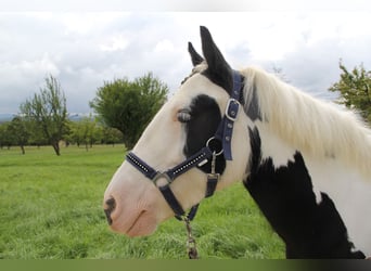 Tinker, Stute, 7 Jahre, 13,2 hh, Schecke