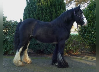 Gypsy Horse, Mare, 7 years, 13.3 hh, Black