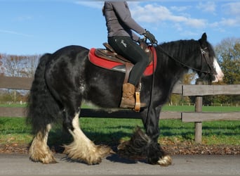 Gypsy Horse, Mare, 7 years, 13.3 hh, Black
