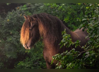 Gypsy Horse, Mare, 7 years, 13,3 hh, Brown