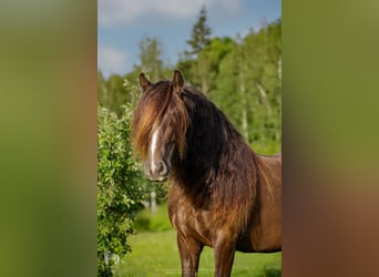 Gypsy Horse, Mare, 7 years, 13,3 hh, Brown