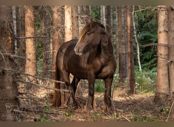 Gypsy Horse, Mare, 7 years, 13,3 hh, Brown