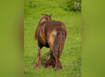 Gypsy Horse, Mare, 7 years, 13,3 hh, Brown