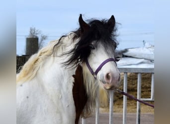 Gypsy Horse, Mare, 7 years, 13.3 hh, Pearl