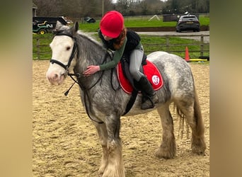 Gypsy Horse, Mare, 7 years, 13 hh, Roan-Blue