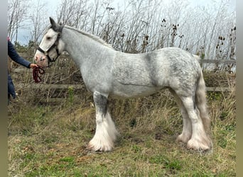 Gypsy Horse, Mare, 7 years, 13 hh, Roan-Blue