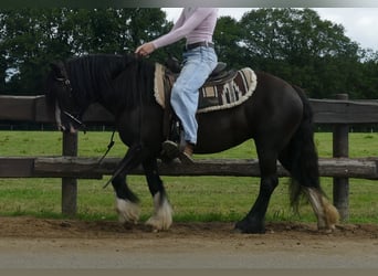Gypsy Horse, Mare, 7 years, 13,1 hh, Black