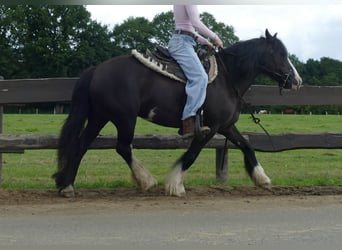 Gypsy Horse, Mare, 7 years, 13,1 hh, Black