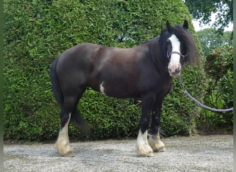 Gypsy Horse, Mare, 7 years, 13,1 hh, Black
