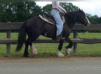 Gypsy Horse, Mare, 7 years, 13,1 hh, Black