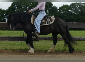 Gypsy Horse, Mare, 7 years, 13,1 hh, Black
