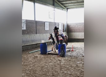Gypsy Horse, Mare, 7 years, 13,2 hh, Pinto