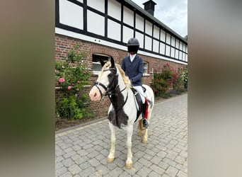 Gypsy Horse, Mare, 7 years, 13,2 hh, Pinto