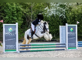 Gypsy Horse, Mare, 7 years, 13,2 hh, Pinto