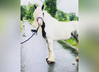 Gypsy Horse, Mare, 7 years, 13,2 hh, Pinto