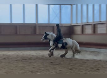 Gypsy Horse, Mare, 7 years, 13,3 hh, Pinto