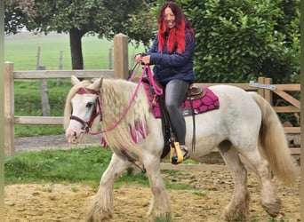 Gypsy Horse, Mare, 7 years, 13,3 hh, Pinto