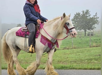 Gypsy Horse, Mare, 7 years, 13,3 hh, Pinto
