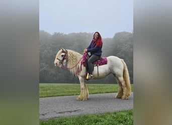 Gypsy Horse, Mare, 7 years, 13,3 hh, Pinto