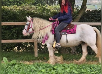 Gypsy Horse, Mare, 7 years, 13,3 hh, Pinto