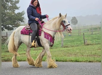 Gypsy Horse, Mare, 7 years, 13,3 hh, Pinto