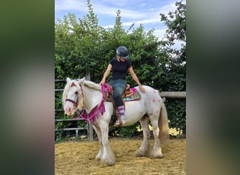Gypsy Horse, Mare, 7 years, 13,3 hh, Pinto