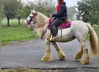 Gypsy Horse, Mare, 7 years, 13,3 hh, Pinto