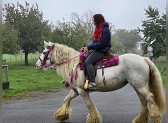 Gypsy Horse, Mare, 7 years, 13,3 hh, Pinto