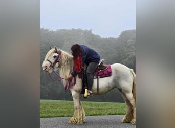 Gypsy Horse, Mare, 7 years, 13,3 hh, Pinto