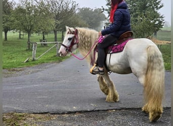 Gypsy Horse, Mare, 7 years, 13,3 hh, Pinto