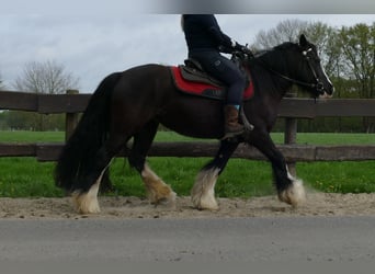 Gypsy Horse, Mare, 7 years, 14.1 hh, Black