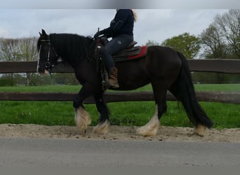 Gypsy Horse, Mare, 7 years, 14.1 hh, Black